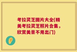 考拉灵芝图片大全(精美考拉灵芝照片合集，欣赏美景不用出门)