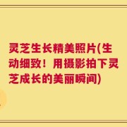 灵芝生长精美照片(生动细致！用摄影拍下灵芝成长的美丽瞬间)
