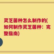 灵芝菌种怎么制作的(如何制作灵芝菌种：完整指南)