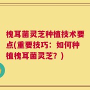 槐耳菌灵芝种植技术要点(重要技巧：如何种植槐耳菌灵芝？)
