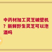 中药材加工灵芝破壁机？新鲜野生灵芝可以泡酒吗