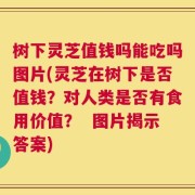 树下灵芝值钱吗能吃吗图片(灵芝在树下是否值钱？对人类是否有食用价值？  图片揭示答案)