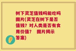 树下灵芝值钱吗能吃吗图片(灵芝在树下是否值钱？对人类是否有食用价值？  图片揭示答案)