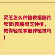 灵芝怎么种植教程图片欣赏(图解灵芝种植，教你轻松掌握种植技巧)