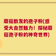 蘑菇散发的孢子粉(感受大自然魅力！探秘蘑菇孢子粉的神奇世界)