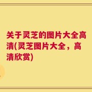 关于灵芝的图片大全高清(灵芝图片大全，高清欣赏)