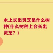 木上长出灵芝是什么树种(什么树种上会长出灵芝？)