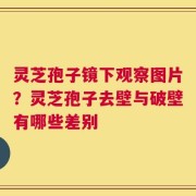 灵芝孢子镜下观察图片？灵芝孢子去壁与破壁有哪些差别