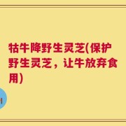 牯牛降野生灵芝(保护野生灵芝，让牛放弃食用)
