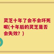 灵芝十年了会不会坏死呢(十年后的灵芝是否会失效？)