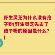 野生灵芝为什么没有孢子粉(野生灵芝失去了孢子粉的原因是什么？)