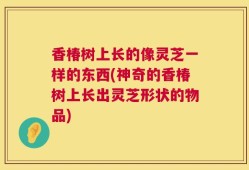 香椿树上长的像灵芝一样的东西(神奇的香椿树上长出灵芝形状的物品)