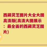西藏灵芝图片大全大图高清版(高清大图展示：最全面的西藏灵芝图片)