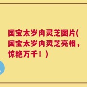 国宝太岁肉灵芝图片(国宝太岁肉灵芝亮相，惊艳万千！)