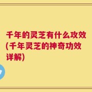 千年的灵芝有什么攻效(千年灵芝的神奇功效详解)