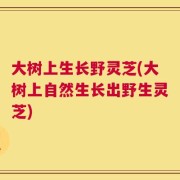 大树上生长野灵芝(大树上自然生长出野生灵芝)