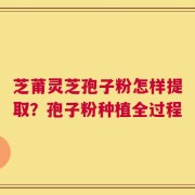 芝莆灵芝孢子粉怎样提取？孢子粉种植全过程