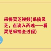 采榛灵芝视频(采摘灵芝，点滴入药魂——看灵芝采摘全过程)