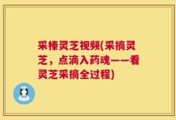 采榛灵芝视频(采摘灵芝，点滴入药魂——看灵芝采摘全过程)