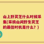 山上野灵芝什么时候采集(采摘山间野生灵芝的最佳时机是什么？)