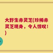 大野生赤灵芝(珍稀赤灵芝现身，令人惊叹！)