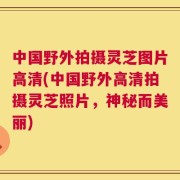 中国野外拍摄灵芝图片高清(中国野外高清拍摄灵芝照片，神秘而美丽)