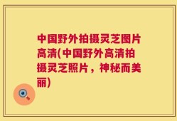 中国野外拍摄灵芝图片高清(中国野外高清拍摄灵芝照片，神秘而美丽)