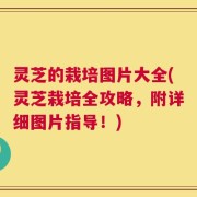 灵芝的栽培图片大全(灵芝栽培全攻略，附详细图片指导！)