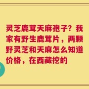 灵芝鹿茸天麻孢子？我家有野生鹿茸片，两颗野灵芝和天麻怎么知道价格，在西藏挖的