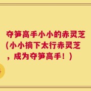 夺笋高手小小的赤灵芝(小小摘下太行赤灵芝，成为夺笋高手！)