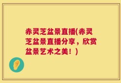 赤灵芝盆景直播(赤灵芝盆景直播分享，欣赏盆景艺术之美！)