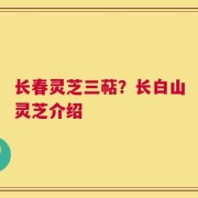 长春灵芝三萜？长白山灵芝介绍