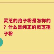 灵芝的孢子粉是怎样的？什么是纯正的灵芝孢子粉