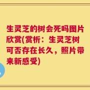 生灵芝的树会死吗图片欣赏(赏析：生灵芝树可否存在长久，照片带来新感受)
