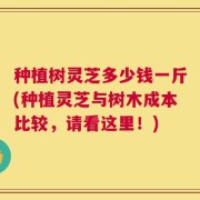 种植树灵芝多少钱一斤(种植灵芝与树木成本比较，请看这里！)