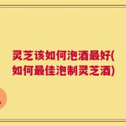 灵芝该如何泡酒最好(如何最佳泡制灵芝酒)