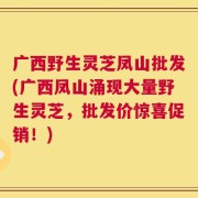 广西野生灵芝凤山批发(广西凤山涌现大量野生灵芝，批发价惊喜促销！)