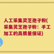 人工采集灵芝孢子粉(采集灵芝孢子粉：手工加工的高质量保证)