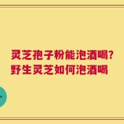 灵芝孢子粉能泡酒喝？野生灵芝如何泡酒喝