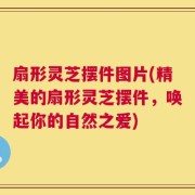 扇形灵芝摆件图片(精美的扇形灵芝摆件，唤起你的自然之爱)