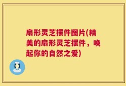 扇形灵芝摆件图片(精美的扇形灵芝摆件，唤起你的自然之爱)