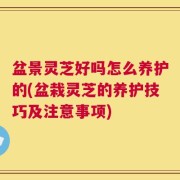 盆景灵芝好吗怎么养护的(盆栽灵芝的养护技巧及注意事项)