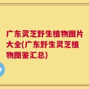 广东灵芝野生植物图片大全(广东野生灵芝植物图鉴汇总)