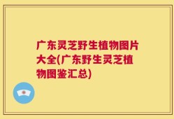广东灵芝野生植物图片大全(广东野生灵芝植物图鉴汇总)