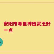 安阳市哪里种植灵芝好一点