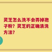 灵芝怎么洗不会弄掉孢子粉？灵芝的正确清洗方法？