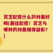灵芝配搭什么药材最好喝(最佳配搭！灵芝与哪种药材最相得益彰？)