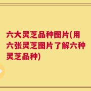 六大灵芝品种图片(用六张灵芝图片了解六种灵芝品种)