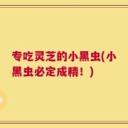 专吃灵芝的小黑虫(小黑虫必定成精！)