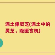 泥土像灵芝(泥土中的灵芝，隐匿玄机)